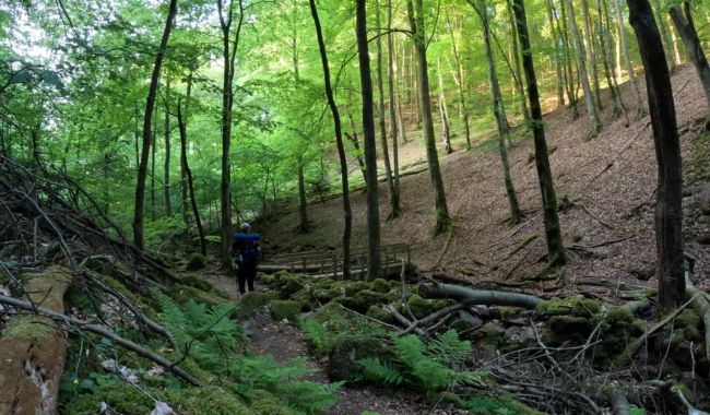 Bästa vandringsleder i Södra Sverige för naturälskare 7 Ås till Åsleden-vandringsleder