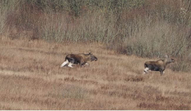 Oförglömliga Viltsafari i Sveriges nationalparker 6 Store Mosse nationalpark i Sveriges