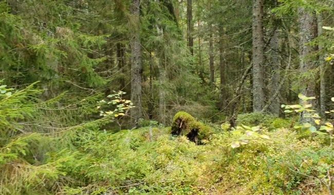 Oförglömliga Viltsafari i Sveriges nationalparker 5 Tiveden nationalpark i Sveriges