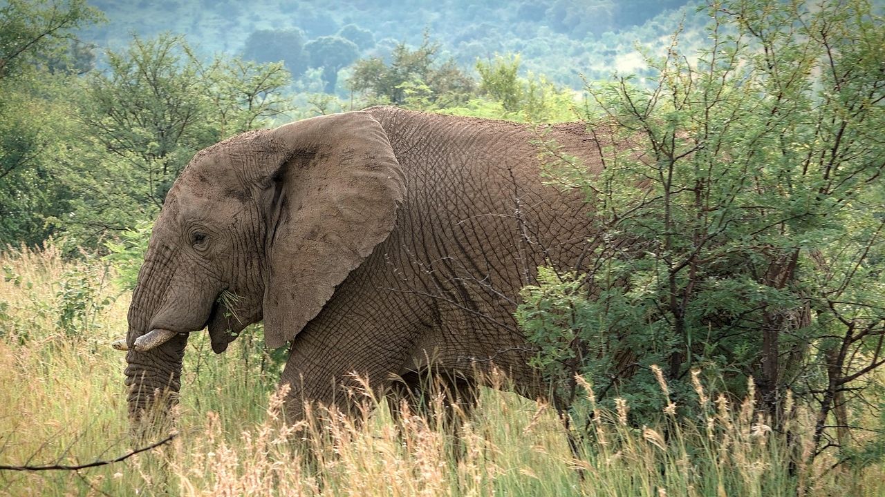 Oförglömliga Viltsafari i Sveriges nationalparker 1 Viltsafari i Sveriges nationalparker