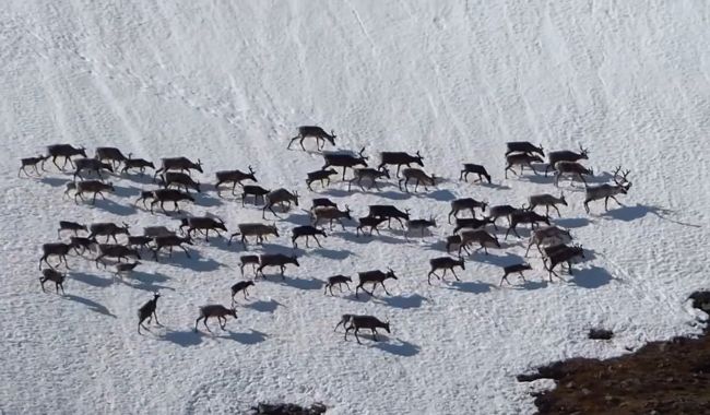 Toppleder för Snöskovandring i norra Sverige och bästa tid 5 Vindelfjällen Nature Reserve